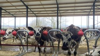 L’absence de barre au garrot est remplacée par des corps sphériques.