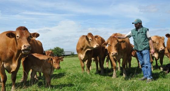 Vaches allaitantes limousines en pâtures.
