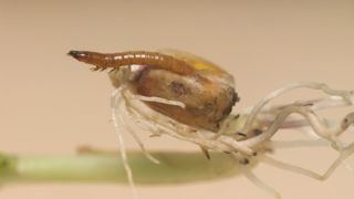 L'ONG PAN Europe cherche à remettre en cause le renouvellement de l'approbation de la cyperméthrine, une substance active utilisée notamment contre les insectes foreurs. L'ONG PAN Europe cherche à remettre en cause le renouvellement de l'approbation de la cyperméthrine, une substance active utilisée notamment contre les insectes foreurs.