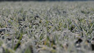 La production mondiale de blé qui sera commercialisée en 2025-2026 pourrait atteindre le record de 805 millions de tonnes d'après le Conseil international des céréales (CIC).