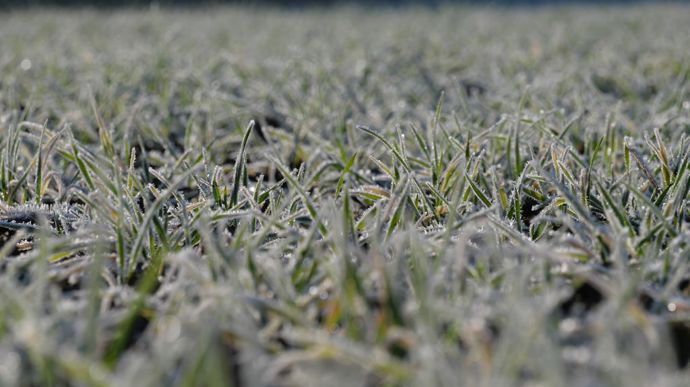 [] Vers une production record de blé pour la campagne de 2025-2026