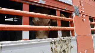 Le ministère de l'Agriculture recense actuellement toutes les introductions d’animaux d’espèces sensibles en provenance de l’Allemagne. Le ministère de l'Agriculture recense actuellement toutes les introductions d’animaux d’espèces sensibles en provenance de l’Allemagne.