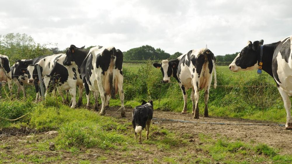 Vaches sur un chemin de pâturage