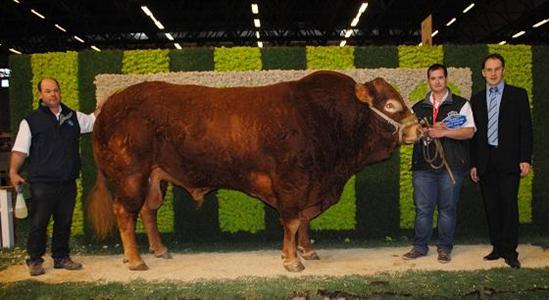 Limousin Sima 2013