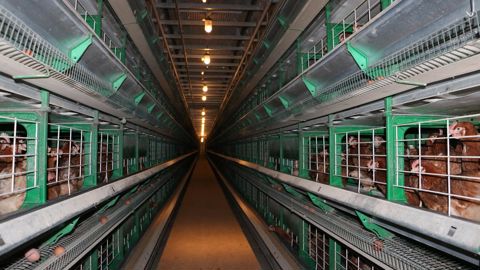 Sur les 14 millions de poules en cages, seules 3,5 à 4 millions devraient conserver ce mode d’élevage en 2030.