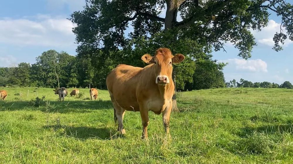 Vache Limousine au pâturage