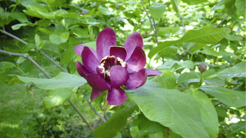 Calycanthus x raulstonii 'Aphrodite', collection nationale CCVS obtenue en 2023 par La Ferme Ornée, à Carrouges (61).