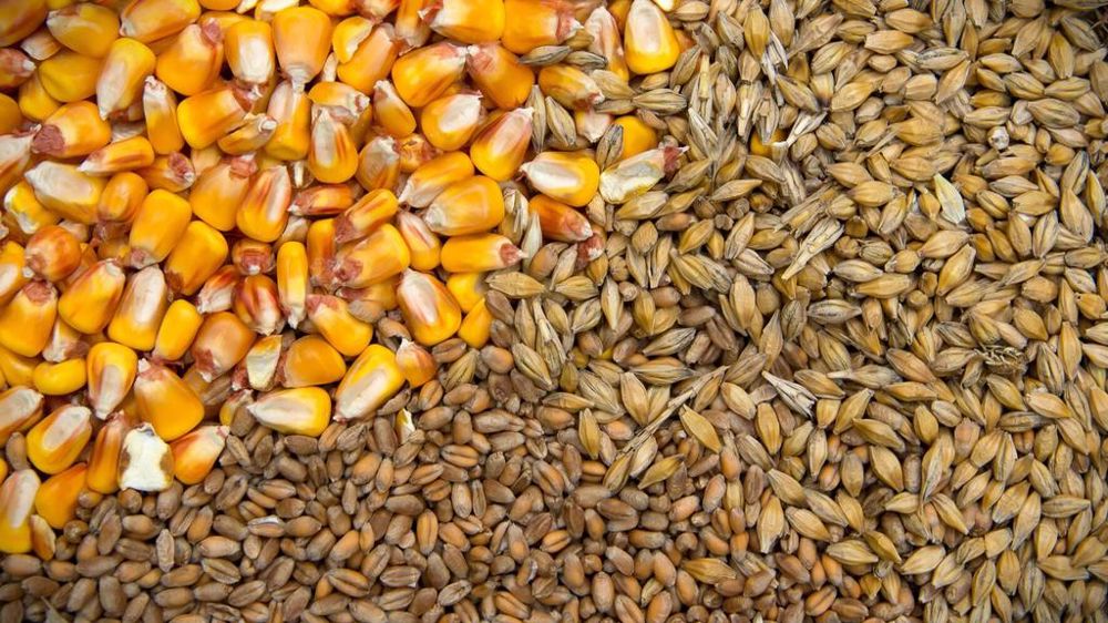 Blé orge maïs