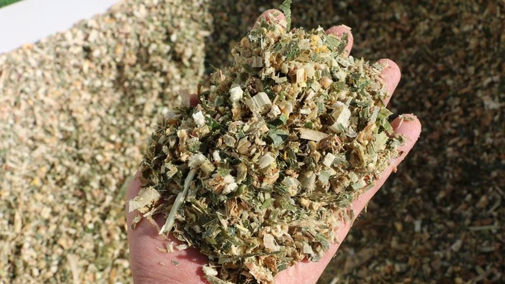 Echantillon d'ensilage de maïs fourrage