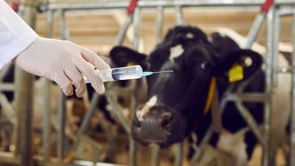 Seringue et vaches laitières aux cornadis