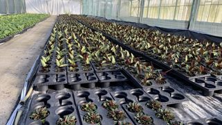 Le dernier « Observatoire structurel des entreprises horticoles et des pépinières » réalisé par AND à la demande de Valhor, a permis d’actualiser le nombre d’entreprises de production actives en France et le chiffre d’affaires réalisé.