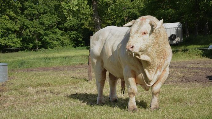 Il est conseillé de tester ses taureaux en amont de la saison de reproduction pour éviter les mauvaises surprises.
