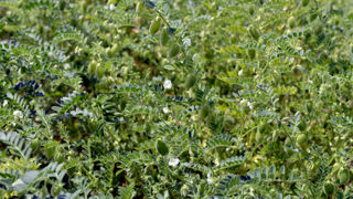 Terres Inovia conseille vivement de ne pas se passer d'herbicide de prélevée sur pois chiche. Terres Inovia conseille vivement de ne pas se passer d'herbicide de prélevée sur pois chiche.