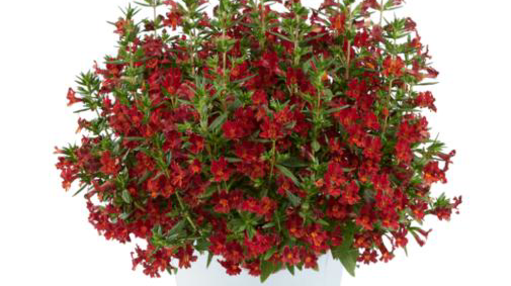 Mimulus aurantiacus Mai TaiTM Red.