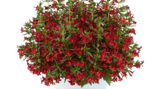 Mimulus aurantiacus Mai TaiTM Red. Mimulus aurantiacus Mai TaiTM Red.