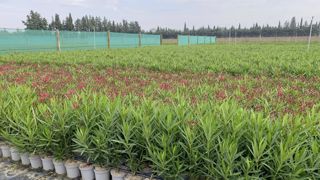 Les Lauriers du pont du Gard produisent sur 9 ha une seule et même espèce, le laurier-rose, prouvant que l'on peut, dans ce marché concurrentiel, résister aux productions à bas coûts du Sud.