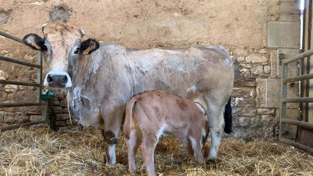Vache Aubrac et son veau