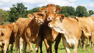 Si les prix de la viande bovine remontent, la FNB reste en attente de plusieurs mesures de soutien à la filière. Si les prix de la viande bovine remontent, la FNB reste en attente de plusieurs mesures de soutien à la filière.