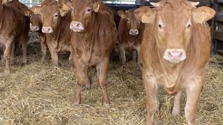 La production bovine de la coopérative « Les Producteurs de la Marche » est composée de 70 % de limousines et 30 % de charolaises. La production bovine de la coopérative « Les Producteurs de la Marche » est composée de 70 % de limousines et 30 % de charolaises.