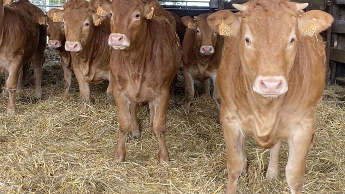Les coopératives d'élevage de la Celmar et la CCBC unissent leurs moyens