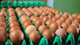 En Ukraine, 25 % de la production d’œufs est exportée.