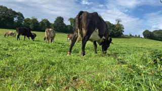 En 2021, les abattages en agriculture biologique ont commencé à infléchir, et la collecte de lait bio a enregistré son point le plus haut sur la période 2022-2023. En 2021, les abattages en agriculture biologique ont commencé à infléchir, et la collecte de lait bio a enregistré son point le plus haut sur la période 2022-2023.