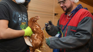 En France, les éleveurs peuvent vacciner les volailles depuis la fin de 2023. En France, les éleveurs peuvent vacciner les volailles depuis la fin de 2023.