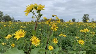 Les premiers essais d'agriculteurs affichent des valeurs alimentaires assez décevantes, avec des taux de MAT entre 10 et 12 % selon les dates de fauche.
