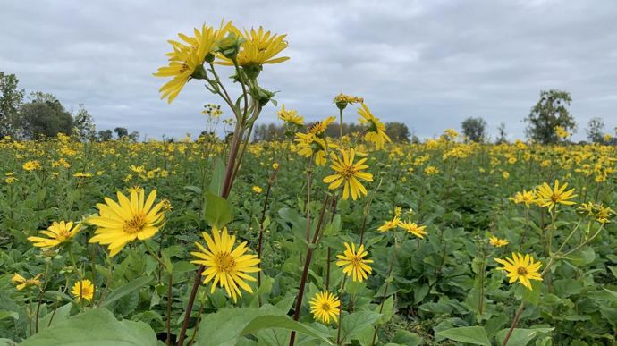 Les premiers essais d'agriculteurs affichent des valeurs alimentaires assez décevantes, avec des taux de MAT entre 10 et 12 % selon les dates de fauche.