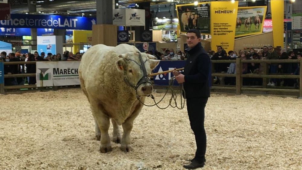 Vache charolaise sur le ring du SIA
