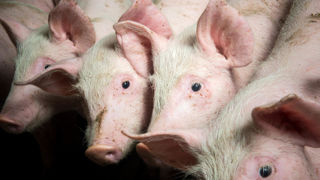 À 94,7 kg/carcasse en moyenne, le porc charcutier s’alourdit de 0,8 kg sur un an. À 94,7 kg/carcasse en moyenne, le porc charcutier s’alourdit de 0,8 kg sur un an.