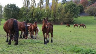 Selon FranceAgriMer et d’après le panel Kantar, les achats de viande fraîche de cheval par les ménages se sont effondrés en 2023, par rapport à 2022 (–21%).