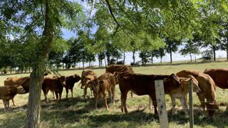 Les prairies agroforestières participent au bien-être animal, tout en gardant des performances agronomiques intéressantes. Les prairies agroforestières participent au bien-être animal, tout en gardant des performances agronomiques intéressantes.
