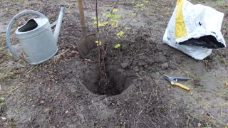 L'hiver est la période idéal pour planter un groseillier.
