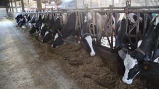 La tendance est aux stabulations plus spacieuses pour limiter le stress thermique des vaches laitières.