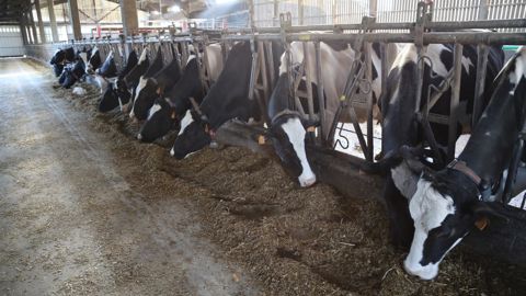 La tendance est aux stabulations plus spacieuses pour limiter le stress thermique des vaches laitières.