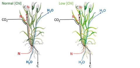 Impact de la teneur en chlorophylle des plantes sur les flux de carbone et d’azote entre le sol, la plante et l'atmosphère