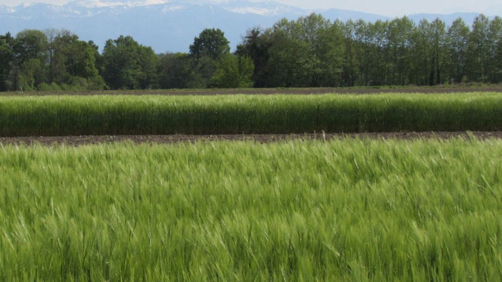 Les chercheurs du projet Greenscale vont s’appuyer sur des variétés d’orges de printemps choisies pour leur faible teneur en chlorophylle.