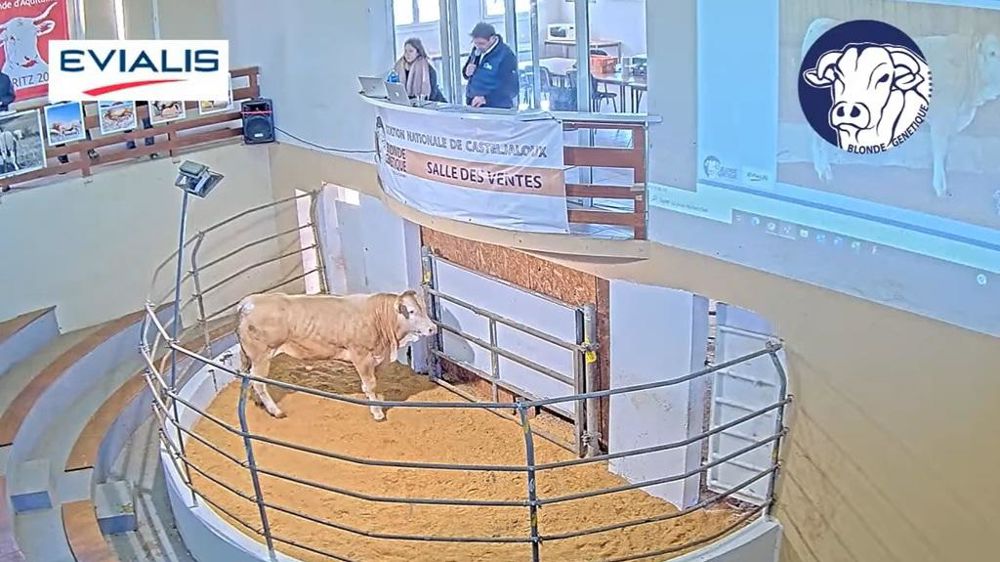 Vente aux enchères Blonde Génétique