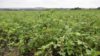 Pour 2024, le montant de l'aide couplée aux légumineuses fourragères est fixé en zone de montagne à 148,61 € et à 124 € hors zone de montagne.