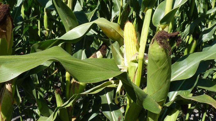 « Benjamin Collin, ingénieur régional Arvalis, rappelle qu’on peut limiter le risque de mycotoxines par de bonnes pratiques agronomiques : enfouissement des résidus de récolte, limitation de la pression en insectes foreurs, récolte avant la fin septembre et choix de variétés tolérantes ».