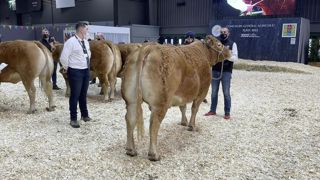 Le concours limousin se tiendra jeudi 27 février, entre 9h et 13h30 sur le Grand ring. Le concours limousin se tiendra jeudi 27 février, entre 9h et 13h30 sur le Grand ring.