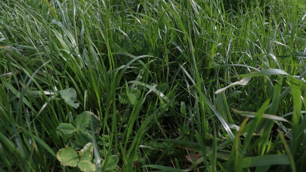 Dérobées ray-grass trèfle