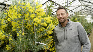 Julien Cavatore possède au sein de sa pépinière de Bormes-les-Mimosas une collection de mimosas venue du monde entier. Julien Cavatore possède au sein de sa pépinière de Bormes-les-Mimosas une collection de mimosas venue du monde entier.