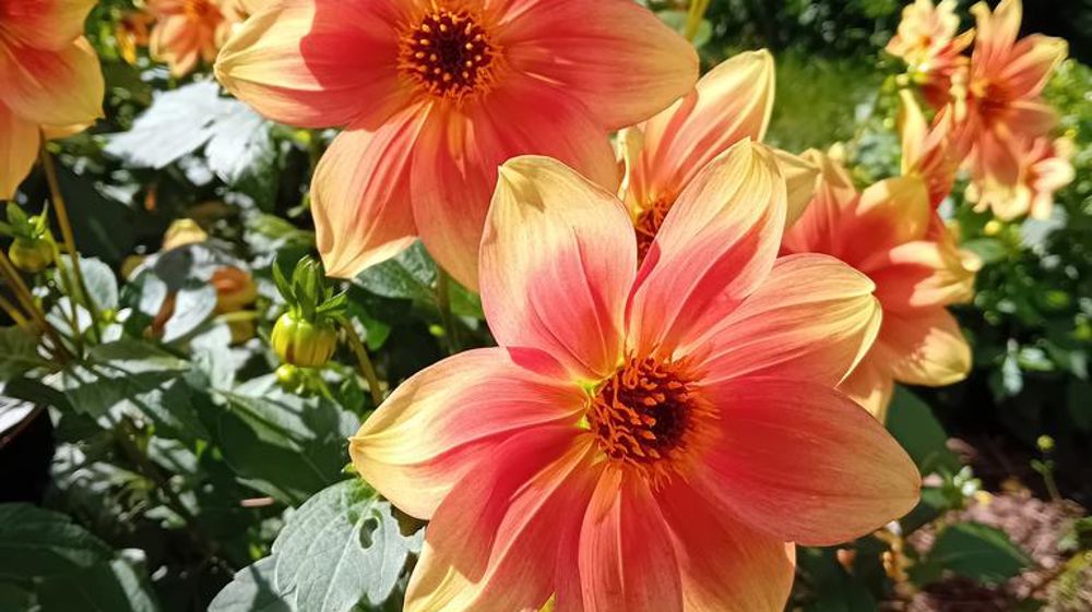 Dahlia 'Peachy'. Dahlia 'Peachy'.