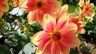 Dahlia 'Peachy'. Dahlia 'Peachy'.