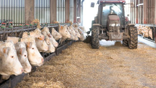 Plusieurs facteurs comme la gestion des charges expliquent les disparités des résultats des élevages de bovins à viande. Plusieurs facteurs comme la gestion des charges expliquent les disparités des résultats des élevages de bovins à viande.