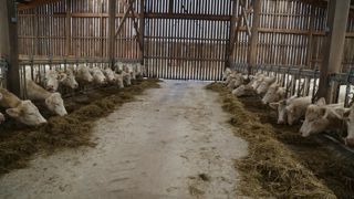 Les apports de concentrés sont nécessaires pour corriger les déficits énergétiques et protéiques des fourrages.