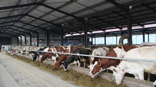 De plus en plus de fermes laitières françaises augmentent leur production en travaillant sur la productivité par vache ou en agrandissant le cheptel.
