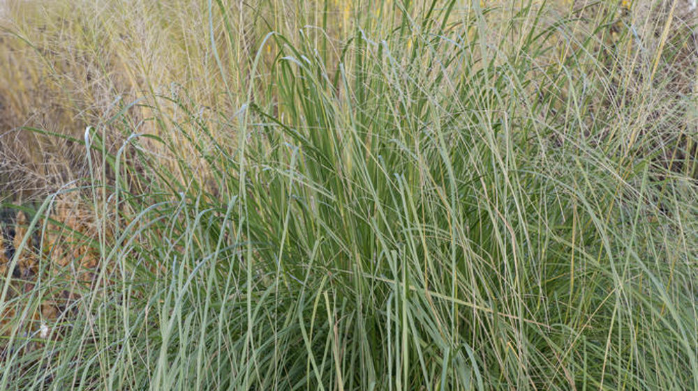 Sporobolus (1) Sporobolus (1)